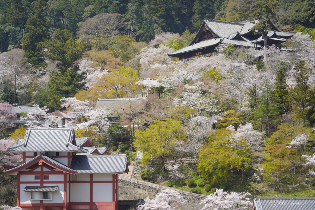 hasedera