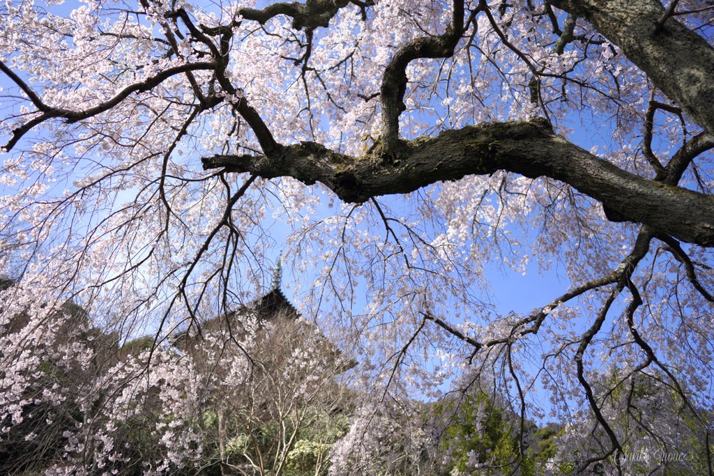 taimadera