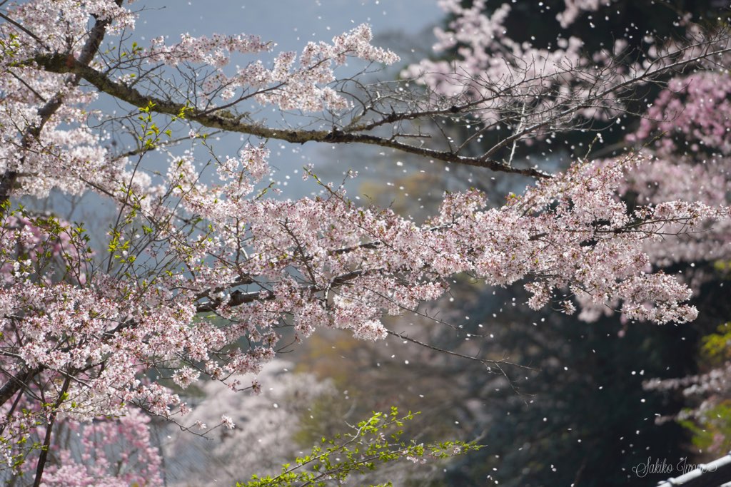 hasedera