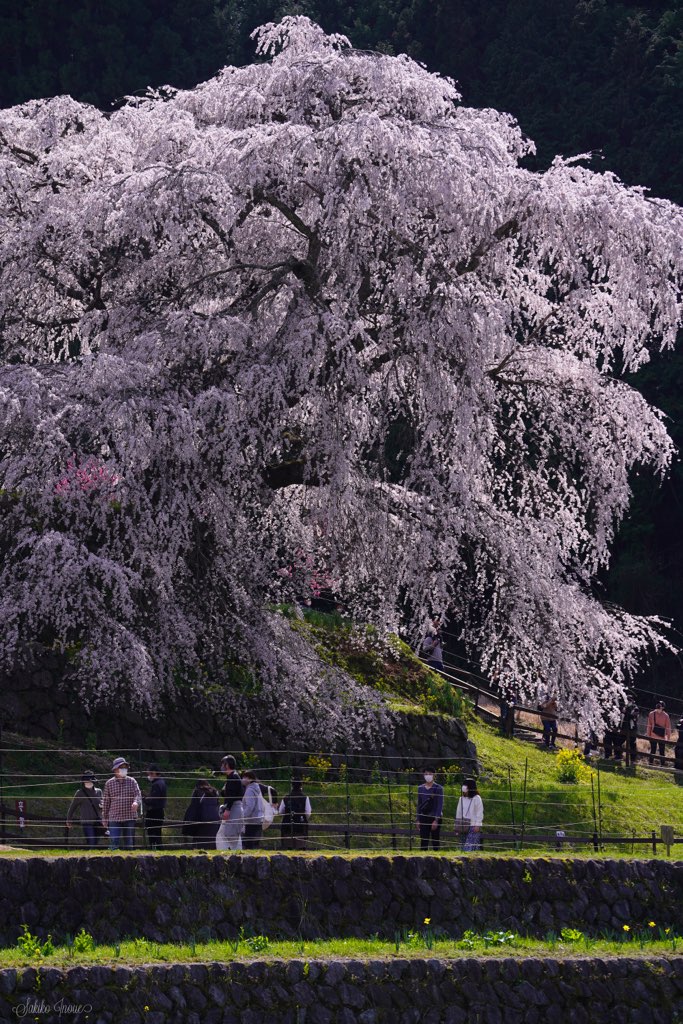 matabe/sakura