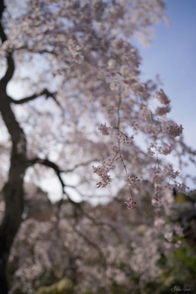 taimadera