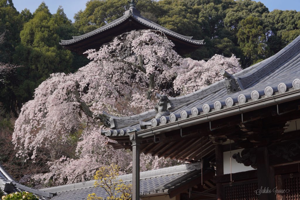 taimadera