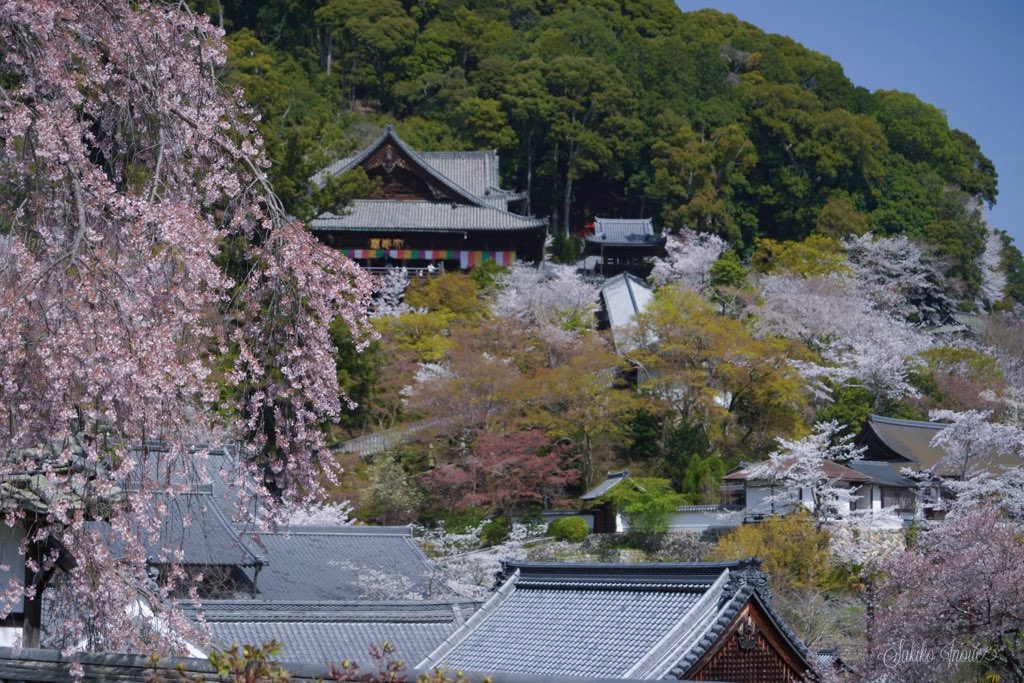 hasedera