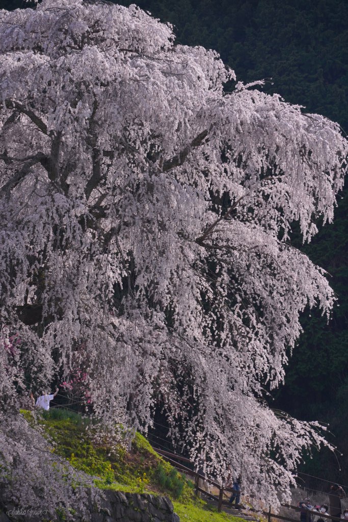 matabe/sakura