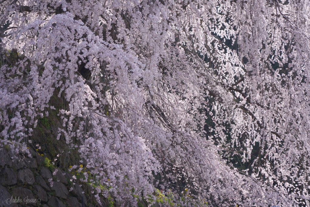 matabe/sakura