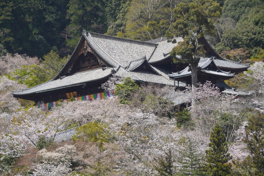 hasedera