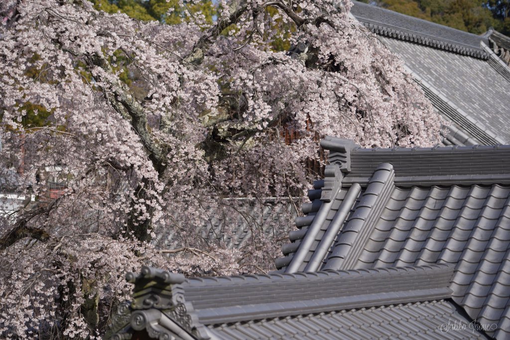 taimadera