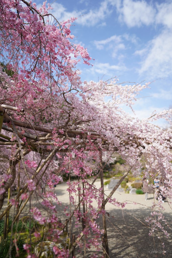 taimadera