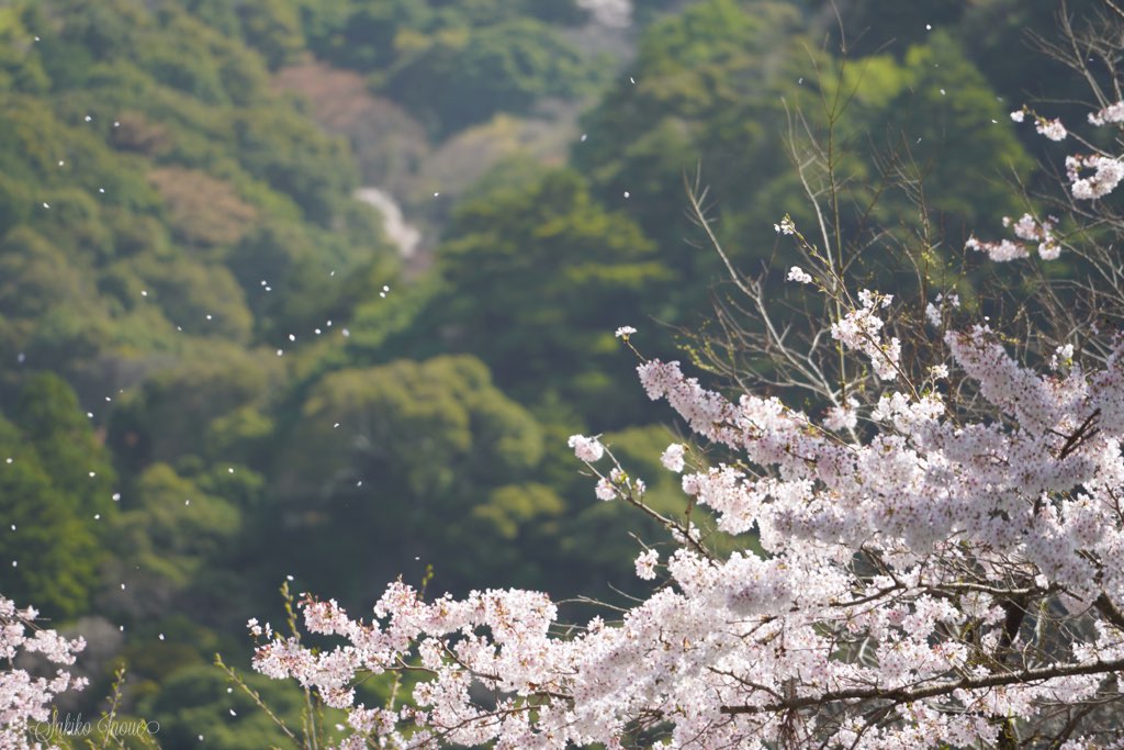 hasedera