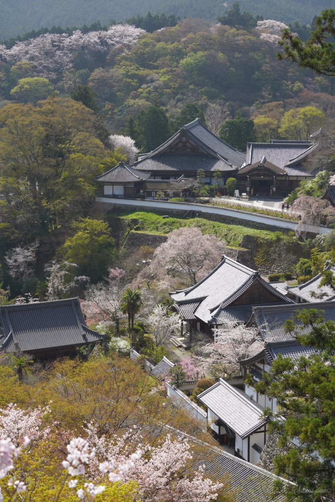 hasedera