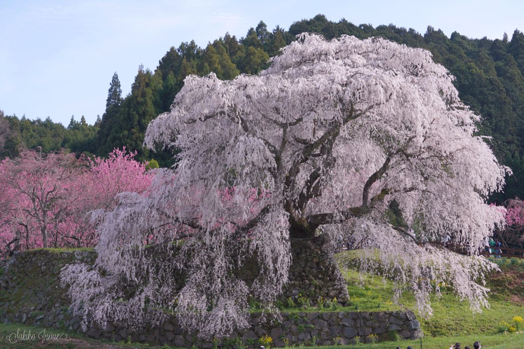 matabe/sakura
