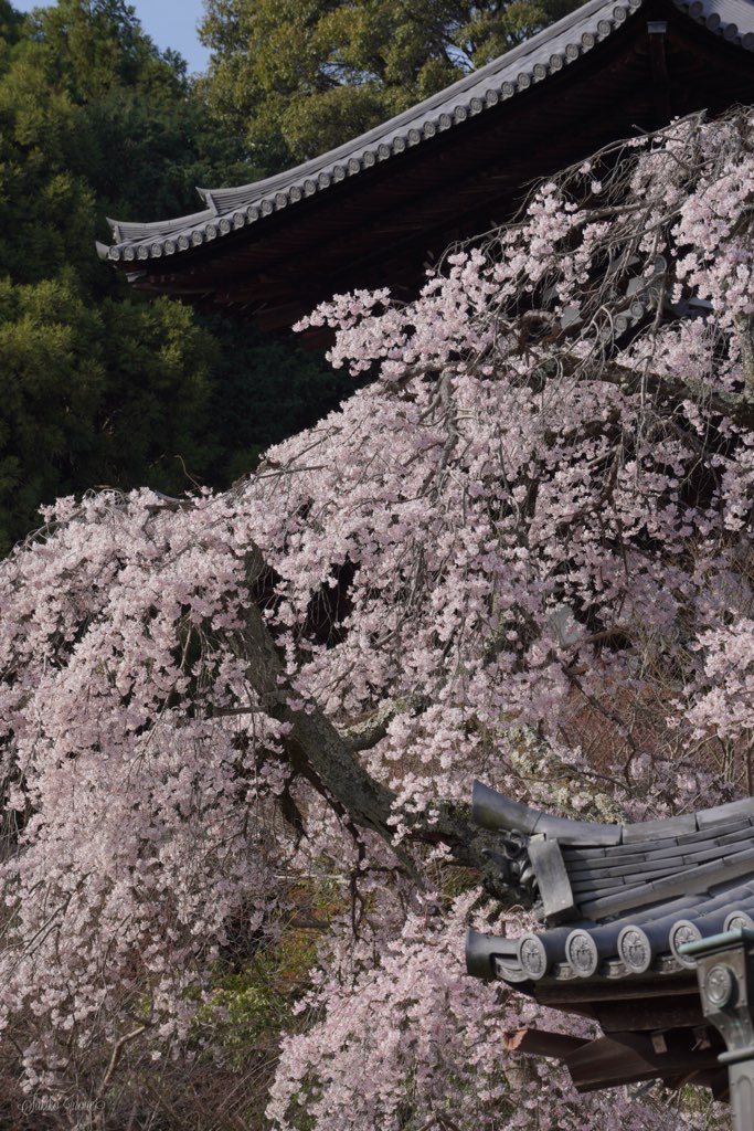 taimadera