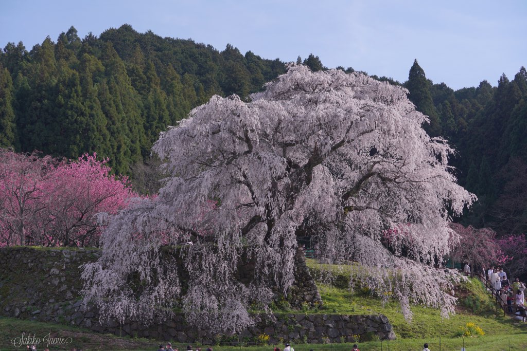 matabe/sakura