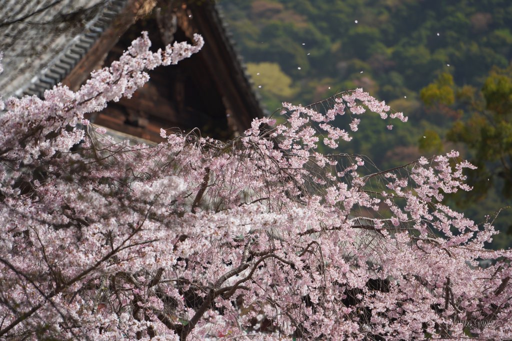hasedera