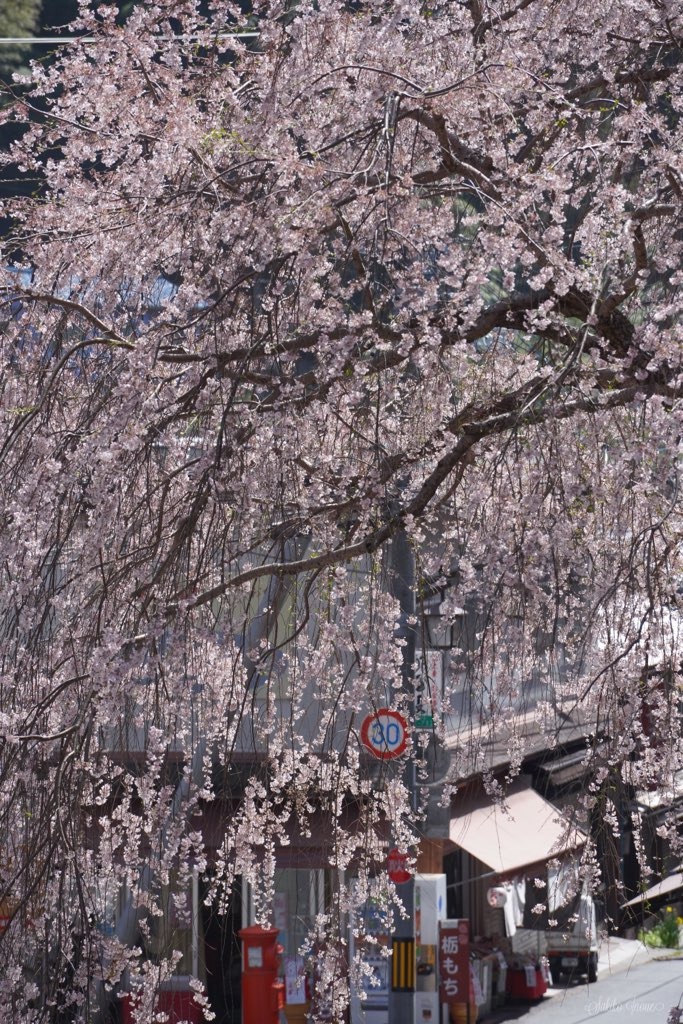 hasedera