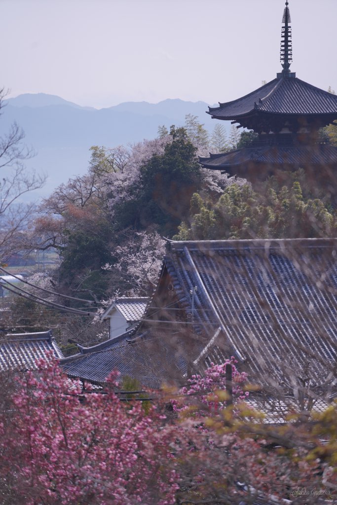 taimadera
