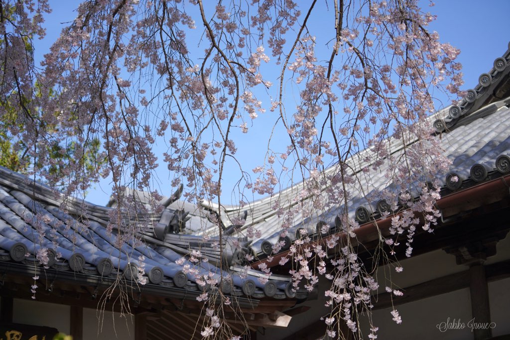 taimadera