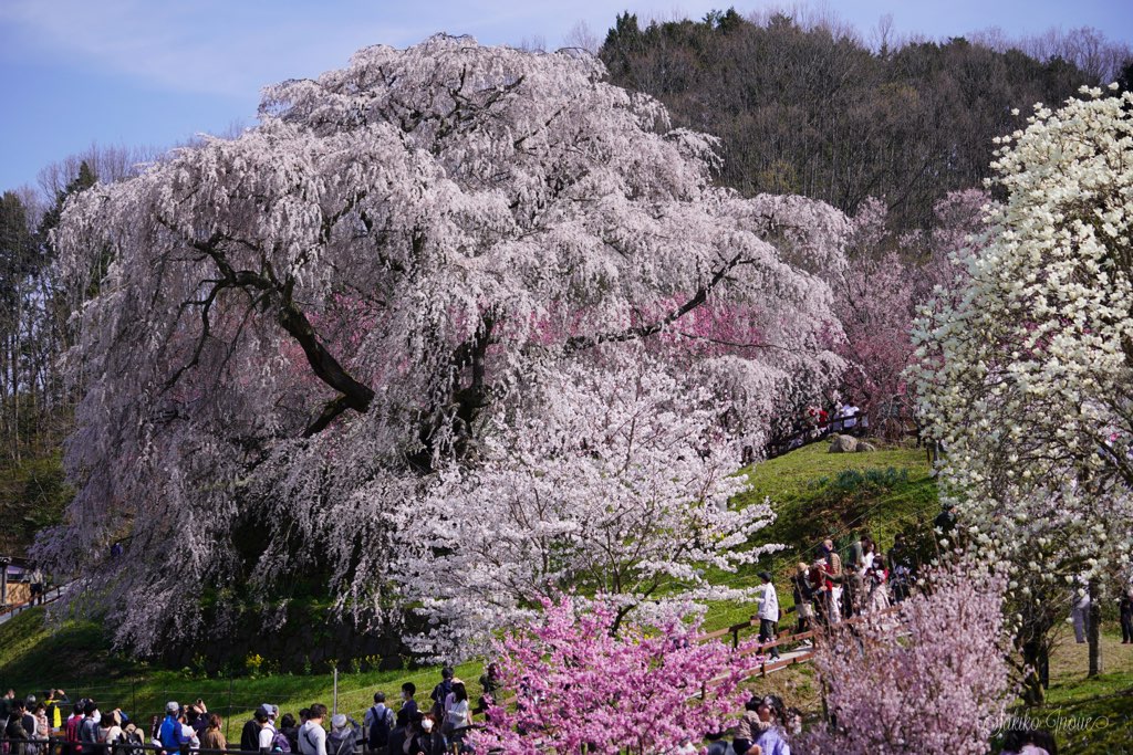 matabe/sakura