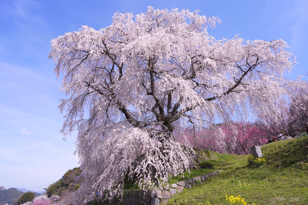 matabe/sakura