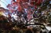 信貴山朝護孫子寺の紅葉