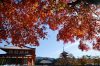 奈良公園の紅葉