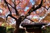 一休寺の紅葉