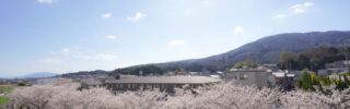 mountikoma/sakura