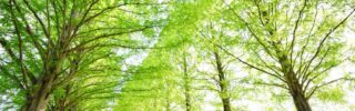 Makino/metasequoia/shiga